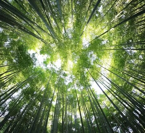 Looking up at the treetops in a forest