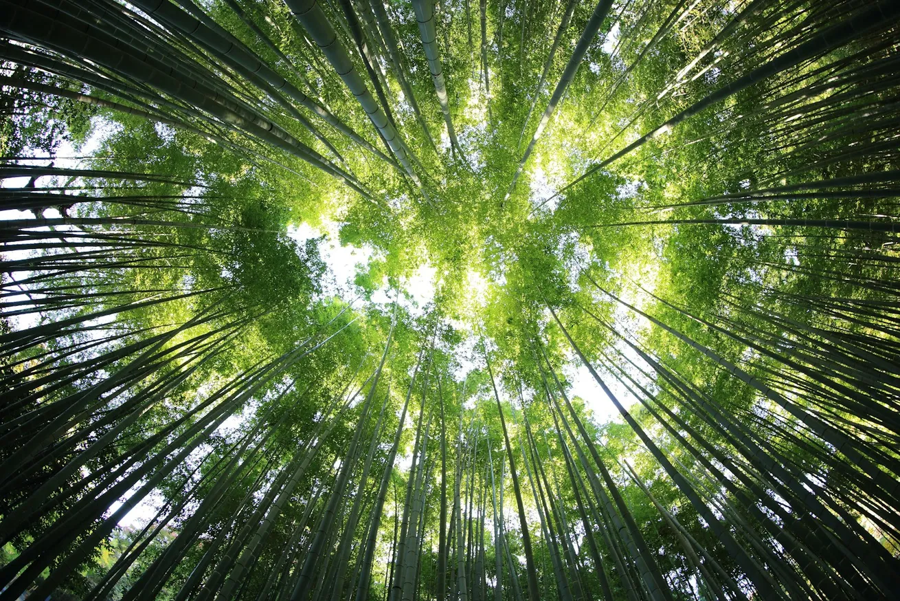 Assinaturas digitais e ESG: como alinhar sua empresa às práticas sustentáveis